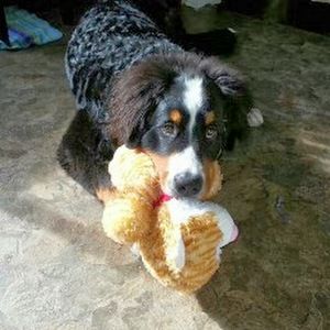 Meet your Posher, Jake